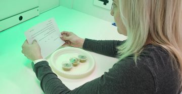 ייעול מסיק זיתי המאכל